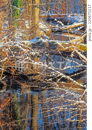 Snow-covered branches reflected in a peaceful stream, creating a serene and natural winter landscape 120675217