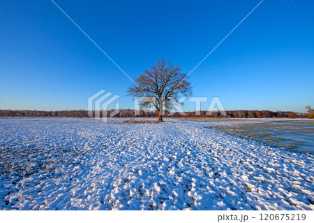 Snow-covered meadow with the sun rising, surrounded by trees, capturing a peaceful winter morning 120675219