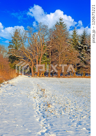 Snow-covered meadow with the sun rising, surrounded by trees, capturing a peaceful winter morning 120675221