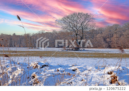 Snow-covered field with a lone tree and vibrant sky, creating a dramatic and serene winter landscape 120675222