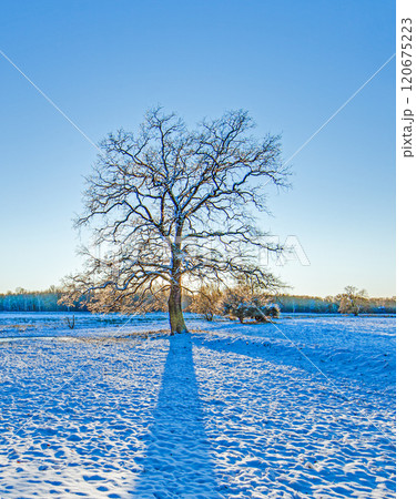 Snow-covered meadow with the sun rising, surrounded by trees, capturing a peaceful winter morning 120675223
