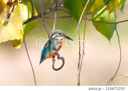 どこからともなく来て目の前に止まった可愛いくて綺麗なカワセミ 120675293