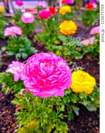 和菓子細工のようなラナンキュラス 和菓子細工のようなラナンキュラス 120675709