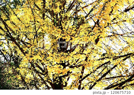 伊藤博文公記念公園のイチョウ2024 伊藤博文公記念公園のイチョウ2024 120675710