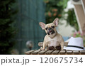 A charming bulldog dog sitting at a wooden table sticks his tongue out and looks appreciatively at the camera.  120675734