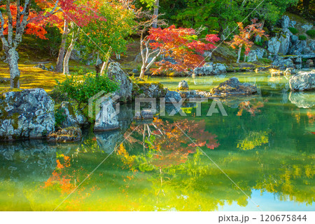 【京都風景】天龍寺 紅葉の池泉回遊式庭園 【京都風景】天龍寺 紅葉の池泉回遊式庭園 120675844