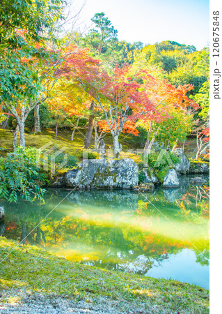 【京都風景】天龍寺 紅葉の池泉回遊式庭園 【京都風景】天龍寺 紅葉の池泉回遊式庭園 120675848
