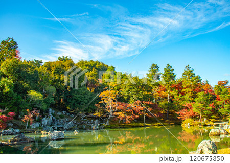 【京都風景】天龍寺 紅葉の池泉回遊式庭園 【京都風景】天龍寺 紅葉の池泉回遊式庭園 120675850