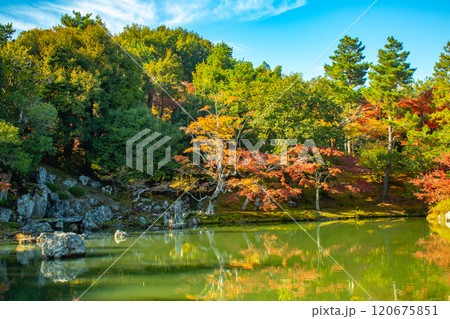 【京都風景】天龍寺 紅葉の池泉回遊式庭園 【京都風景】天龍寺 紅葉の池泉回遊式庭園 120675851
