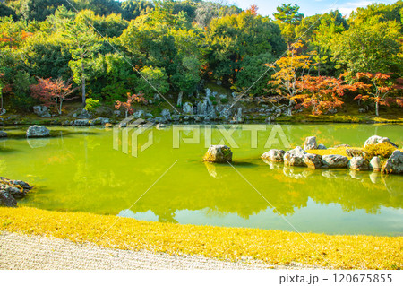 【京都風景】天龍寺　紅葉の池泉回遊式庭園 120675855