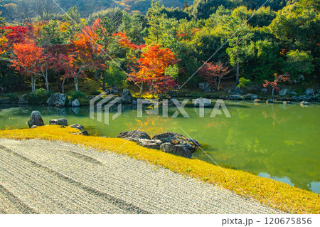 【京都風景】天龍寺 紅葉の池泉回遊式庭園 【京都風景】天龍寺 紅葉の池泉回遊式庭園 120675856