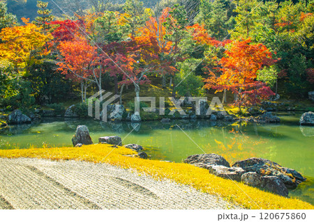 【京都風景】天龍寺 紅葉の池泉回遊式庭園 【京都風景】天龍寺 紅葉の池泉回遊式庭園 120675860