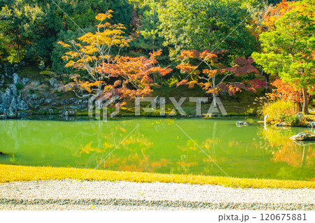 【京都風景】天龍寺 紅葉の池泉回遊式庭園 【京都風景】天龍寺 紅葉の池泉回遊式庭園 120675881