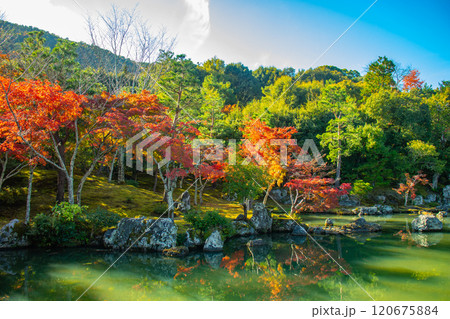 【京都風景】天龍寺 紅葉の池泉回遊式庭園 【京都風景】天龍寺 紅葉の池泉回遊式庭園 120675884