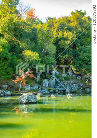 【京都風景】天龍寺 紅葉の池泉回遊式庭園 【京都風景】天龍寺 紅葉の池泉回遊式庭園 120675892