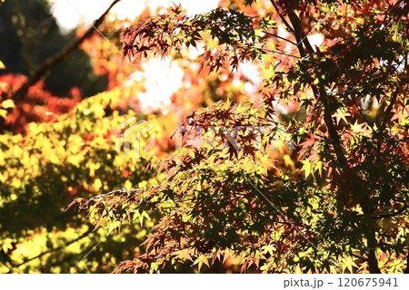 伊藤博文公記念公園のもみじ紅葉2024 120675941