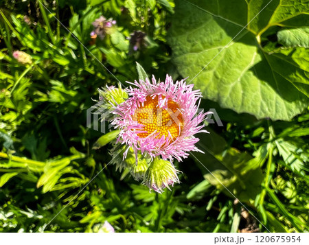 僕の好きな花~ハルジオン~ 僕の好きな花~ハルジオン~ 120675954