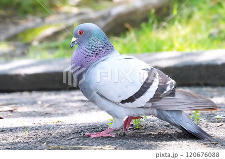 目の前に止まった可愛いくて綺麗な鳩 目の前に止まった可愛いくて綺麗な鳩 120676088