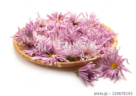 山形名産の食用菊、もってのほか 山形名産の食用菊、もってのほか 120676183