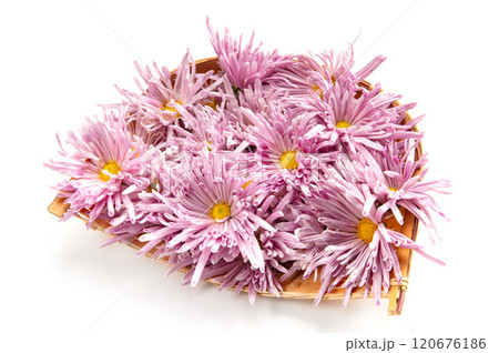 山形名産の食用菊、もってのほか 120676186