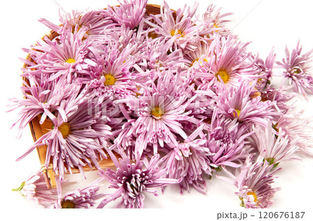 山形名産の食用菊、もってのほか 120676187