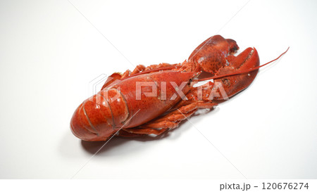 ロブスター ロブスター 120676274