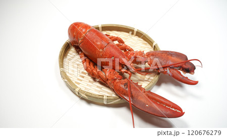 ロブスター 120676279