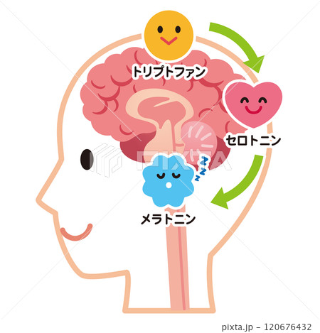 セロトニンの分泌 脳 健康 セロトニンの分泌 脳 健康 120676432