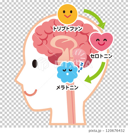 Serotonin secretion, brain health 120676432