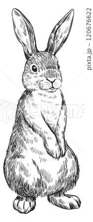 Hand drawn rabbit. Wild animal sketch drawing 120676622