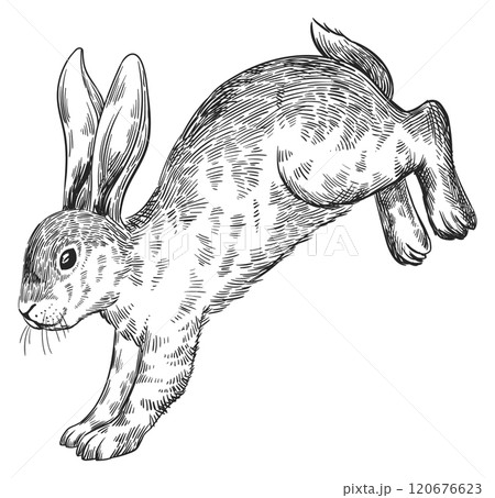 Jumping rabbit. Hand drawn hare. Bunny sketch Jumping rabbit. Hand drawn hare. Bunny sketch 120676623