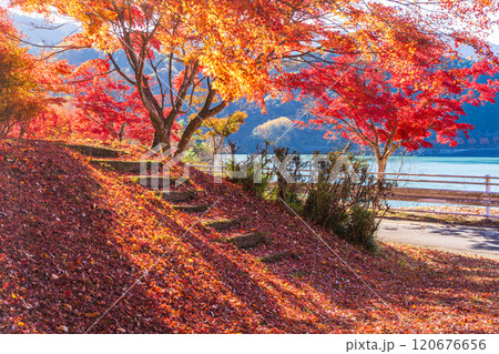 【神奈川県】丹沢湖・千代の沢駐車場の紅葉 【神奈川県】丹沢湖・千代の沢駐車場の紅葉 120676656