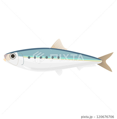 魚のイワシのベクターイラスト 120676706