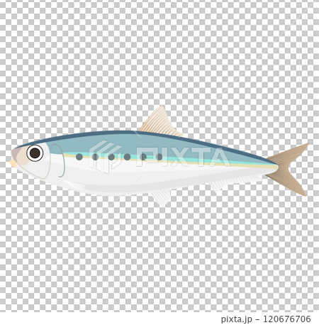 魚のイワシのベクターイラスト 120676706