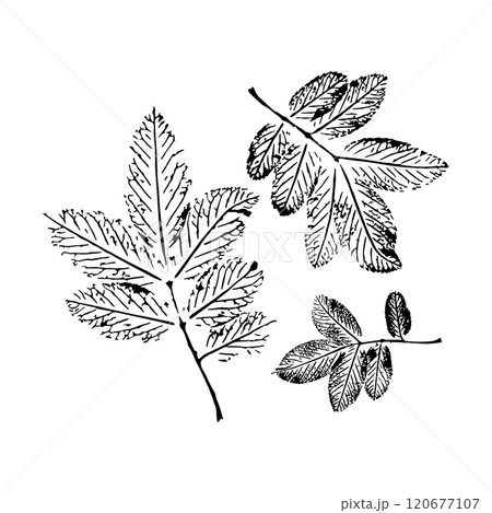 Black and white illustration of three detailed leaf sketches on white background. Black and white illustration of three detailed leaf sketches on white background. 120677107