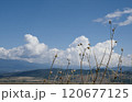 Dry wild plants against a backdrop of mountains and white airy clouds in sunny weather. 120677125
