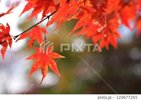 真っ赤な紅葉 真っ赤な紅葉 120677265