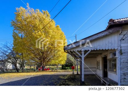 上総鶴舞駅の大銀杏 120677302