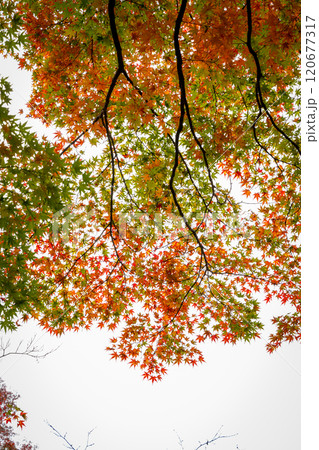 下から覗く鮮やかな紅葉 下から覗く鮮やかな紅葉 120677317