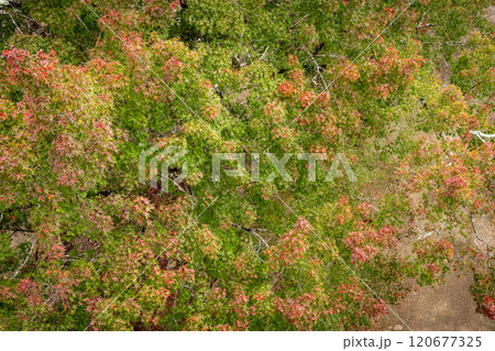 上から見たグラデーションの紅葉 上から見たグラデーションの紅葉 120677325