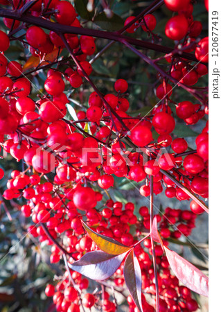 沢山の綺麗な赤い実をつけた南天の木 沢山の綺麗な赤い実をつけた南天の木 120677419