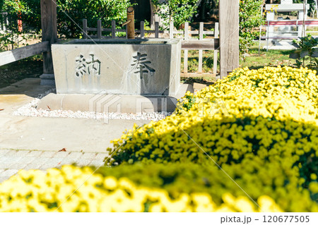 吉田神社（茨城県水戸市宮内町）菊と手水舎 120677505