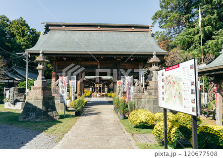 吉田神社(茨城県水戸市宮内町)菊まつり 吉田神社(茨城県水戸市宮内町)菊まつり 120677508