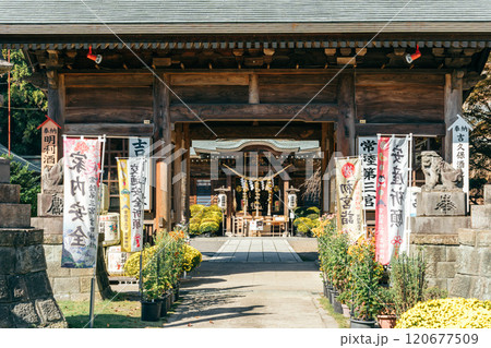 吉田神社（茨城県水戸市宮内町）菊まつり 120677509