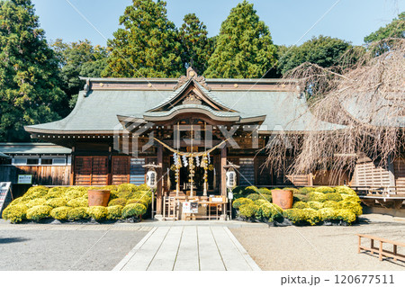 吉田神社(茨城県水戸市宮内町)菊まつり 吉田神社(茨城県水戸市宮内町)菊まつり 120677511