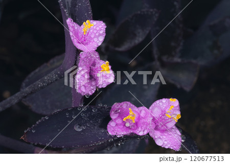 【紫御殿】秋に咲く紫の花【水滴】 【紫御殿】秋に咲く紫の花【水滴】 120677513