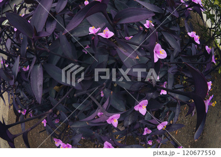 【紫御殿】秋に咲く紫の花【魚眼】 【紫御殿】秋に咲く紫の花【魚眼】 120677550