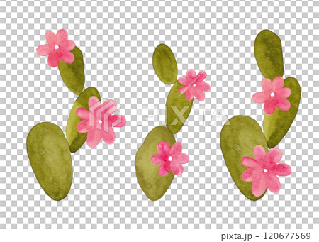 Cactus. Blooming tropical plants. Succulents with flowers in the desert. Summer and flowering plants. Cartoon style illustration Cactus. Blooming tropical plants. Succulents with flowers in the desert. Summer and flowering plants. Cartoon style illustration 120677569