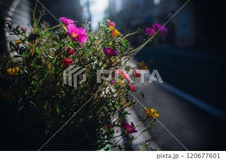 【Moss-rose Purslane】秋の街角に輝くカラフルなマツバボタン 120677601