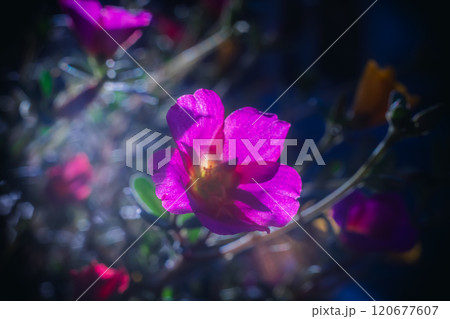【Moss-rose Purslane】秋の街角に輝くカラフルなマツバボタン 【Moss-rose Purslane】秋の街角に輝くカラフルなマツバボタン 120677607